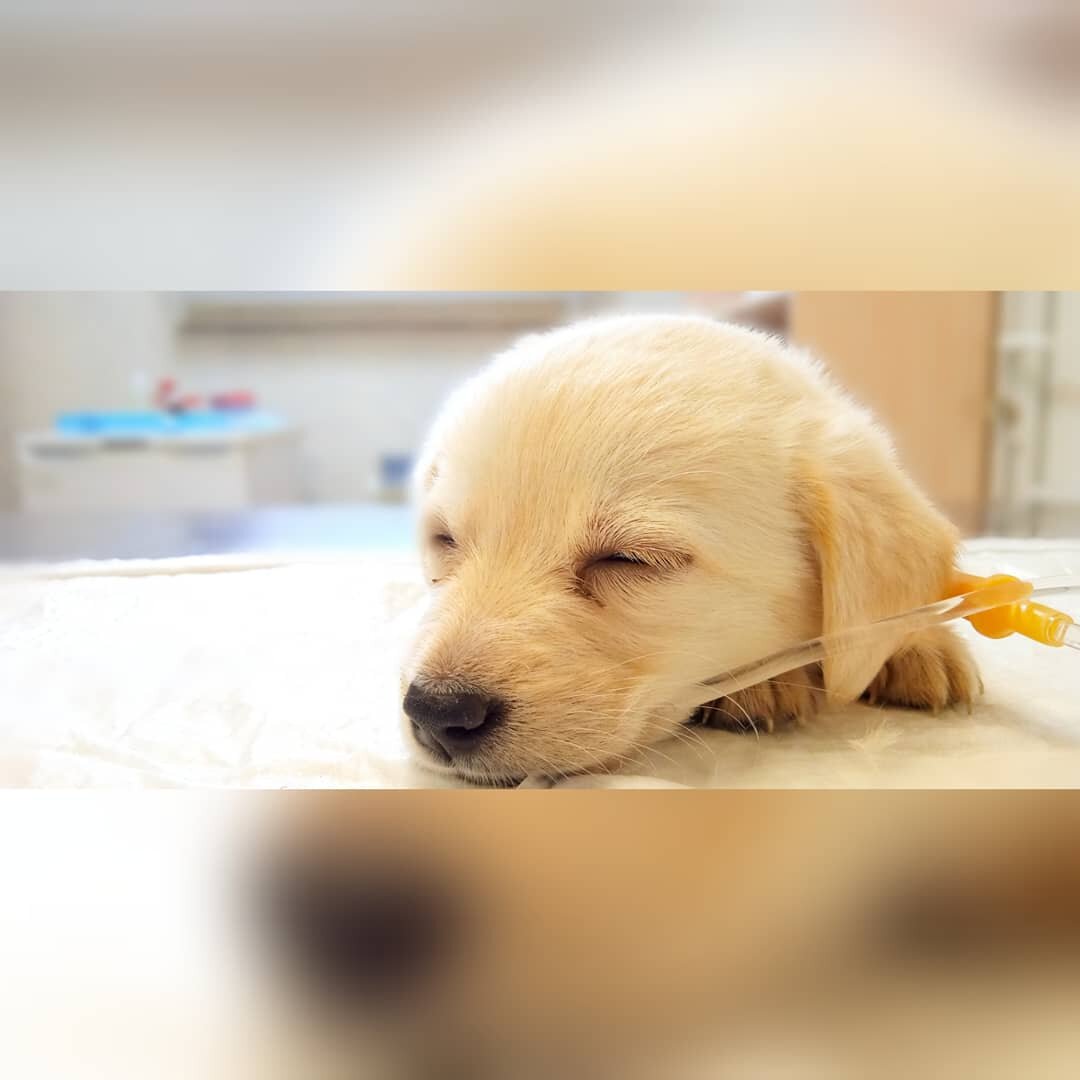 Добрые Руки