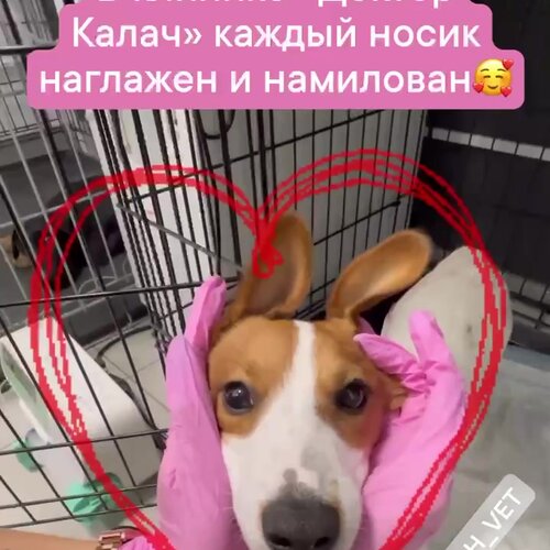 Фото «Доктор Калач»