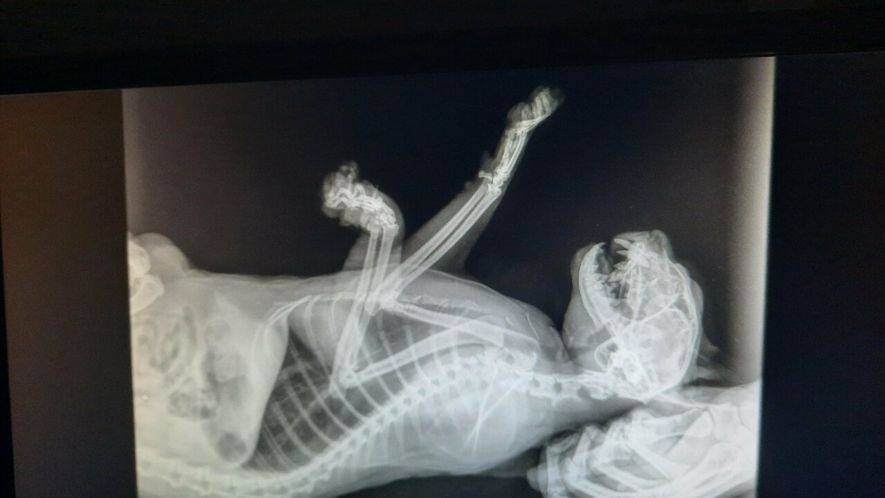 Госветуправление