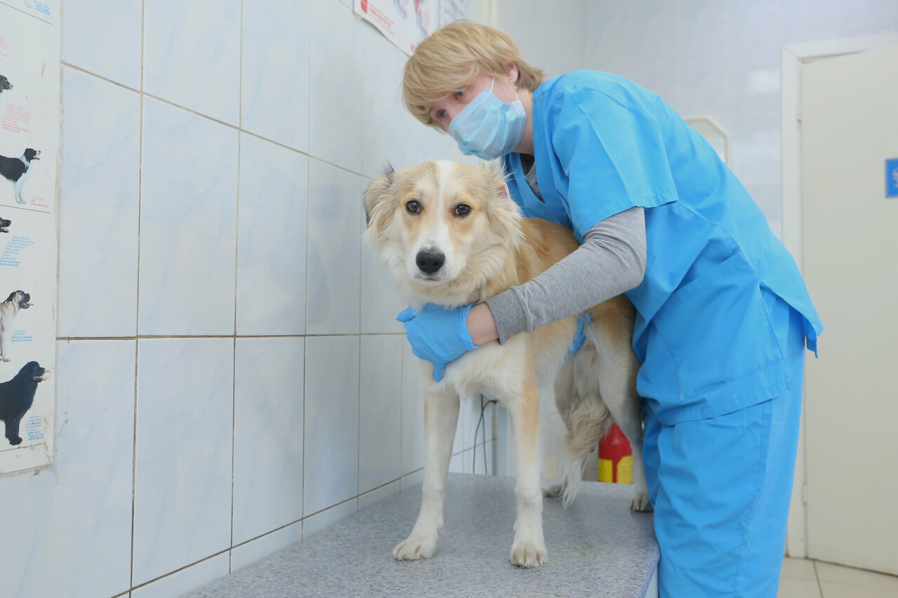 Ветеринарная станция