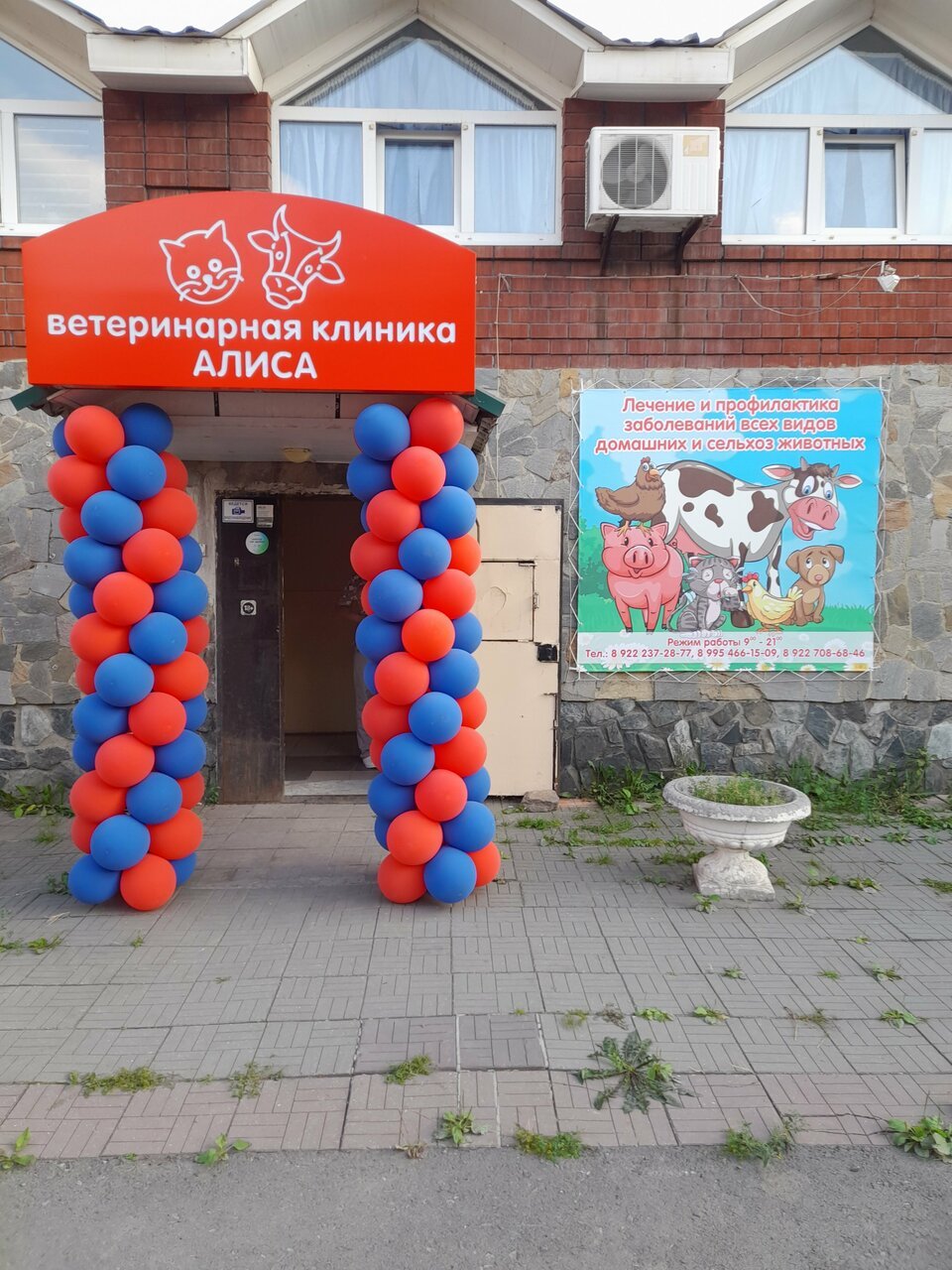 Фото «Алиса»