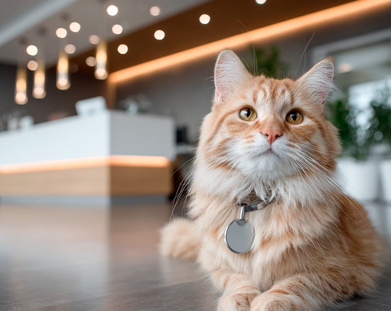 Баннер врача Мещеринова Майя Владимировна