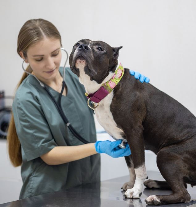Баннер врача Григорьева Виктория Викторовна