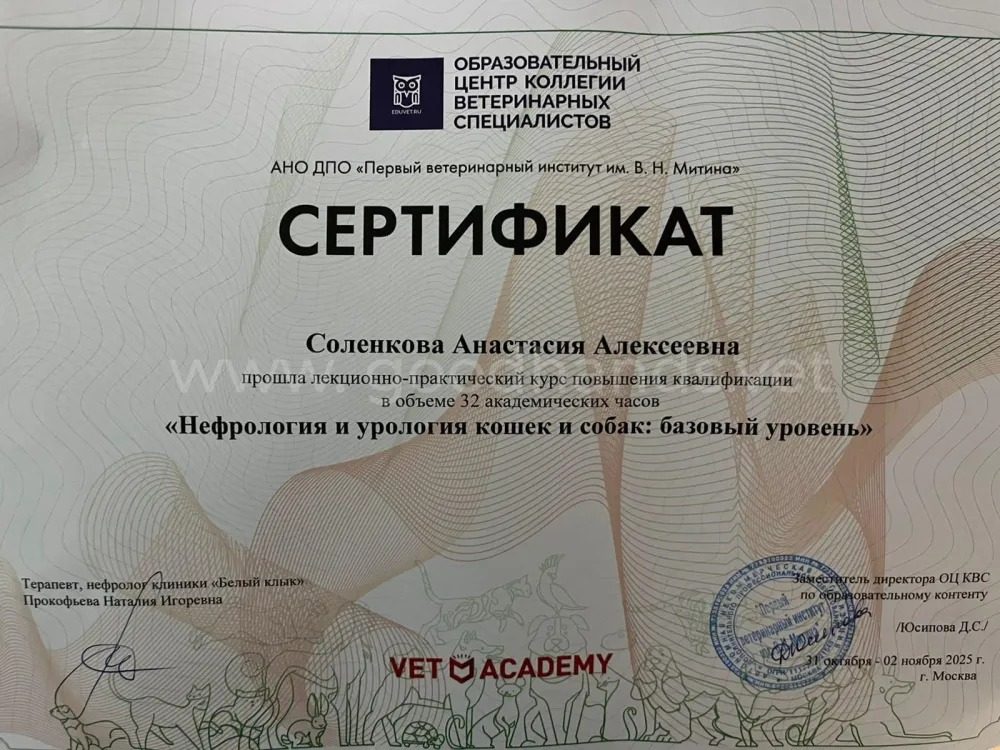Документ или сертификат
