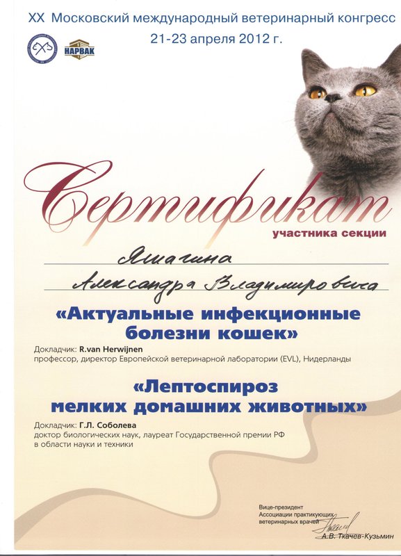 Документ или сертификат