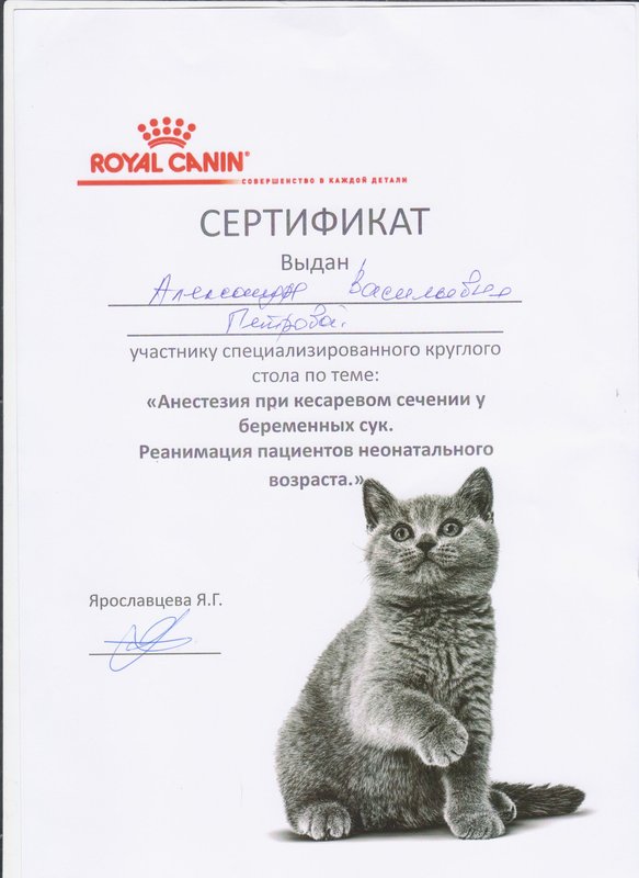 Документ или сертификат