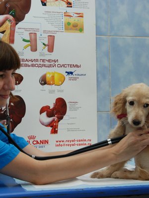 Фото врача Даркевич Нина Александровна