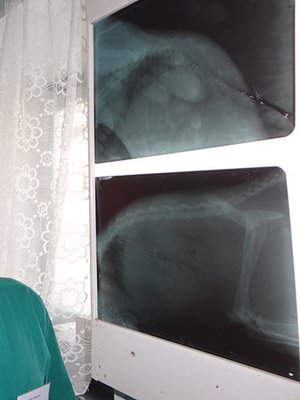 Фото врача Межевов Леонид Сергеевич