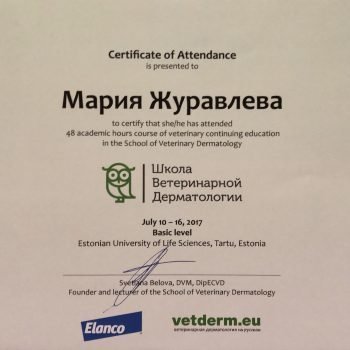 Документ или сертификат