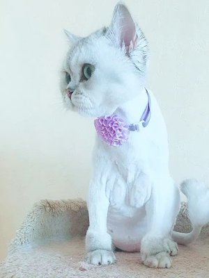 Фото врача Белавина Светлана Сергеевна