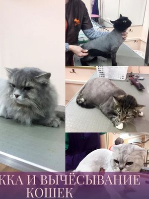 Фото врача Карева Оксана Сергеевна