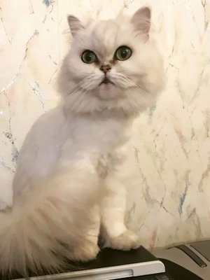 Фото врача Левшакова Анна Александровна