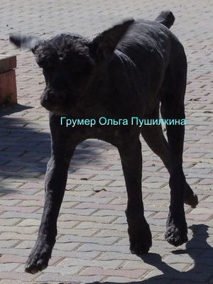 Фото врача Пушилкина Ольга Алексеевна