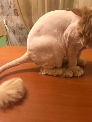 Фото врача Михелидзе Оксана Гивиевна