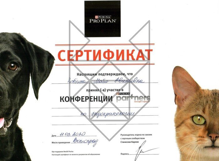 Документ или сертификат