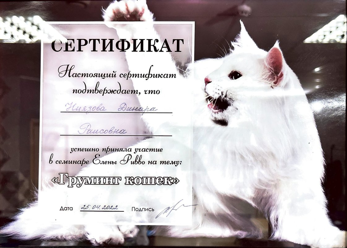Документ или сертификат