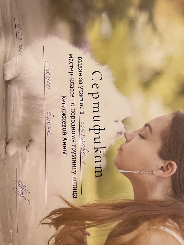 Документ или сертификат