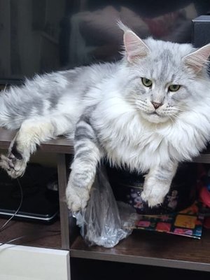 Фото врача Кузнецова Елена