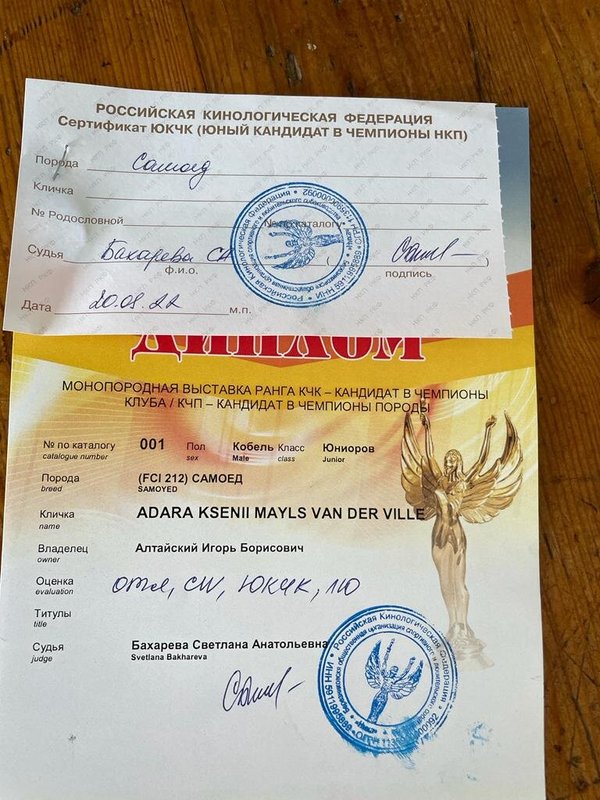 Документ или сертификат