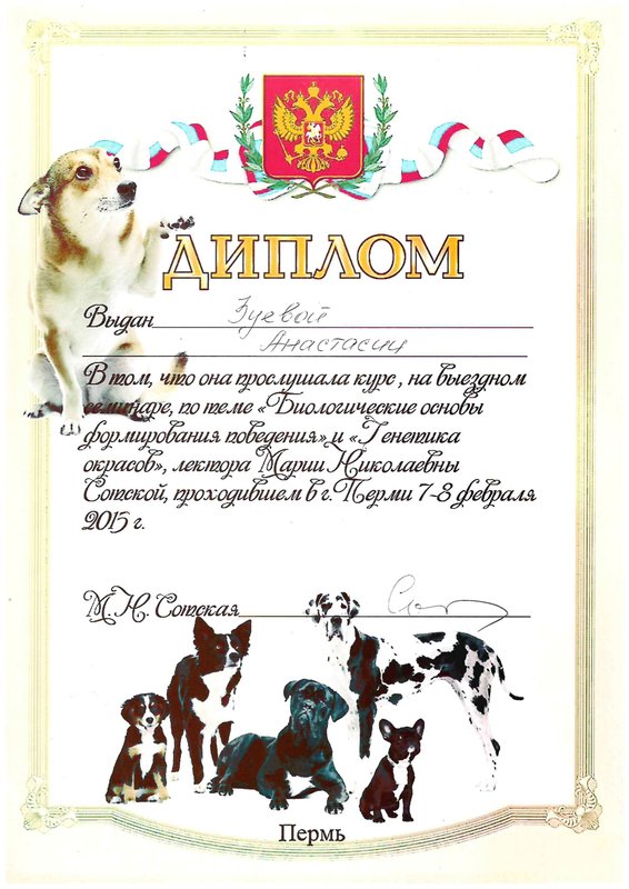 Документ или сертификат