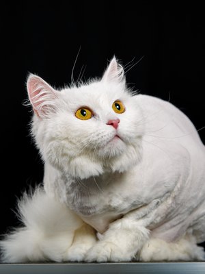 Фото «Совкова Анна»