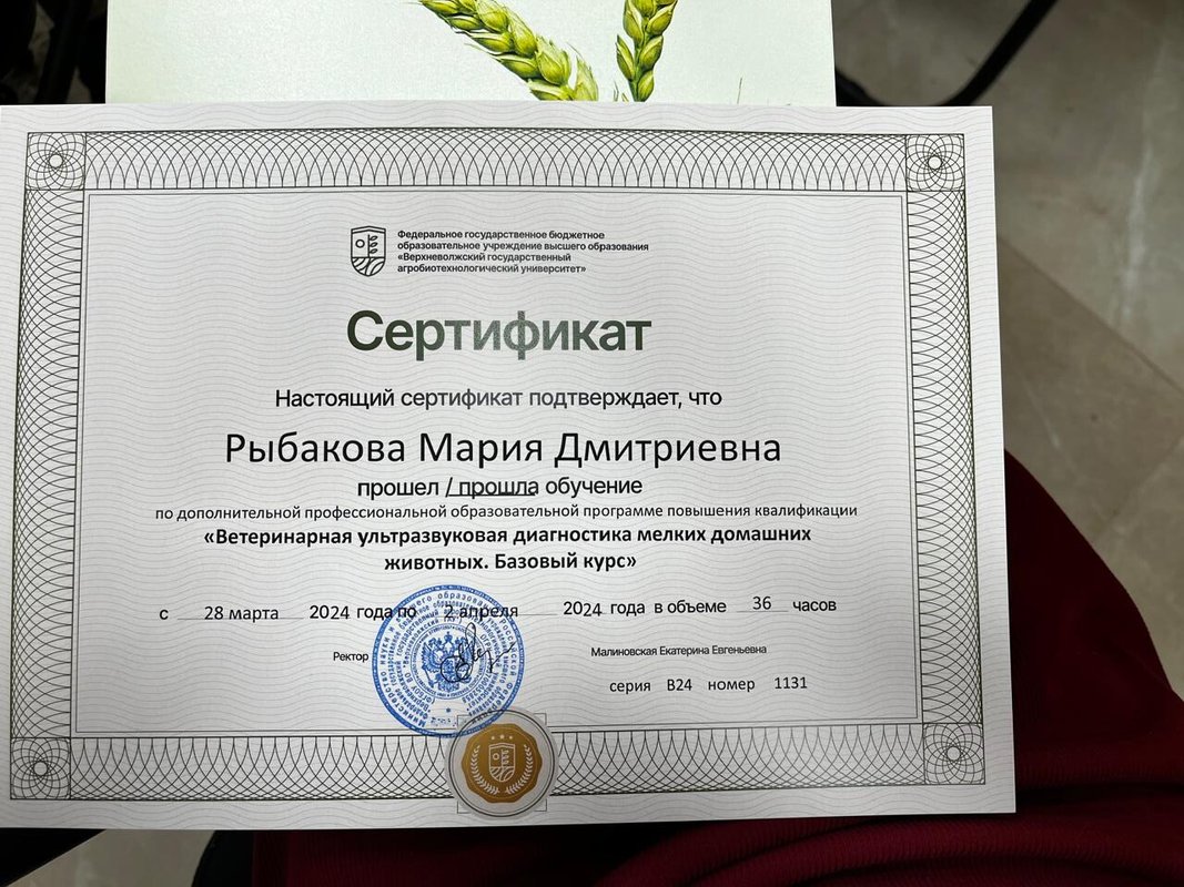 Документ или сертификат