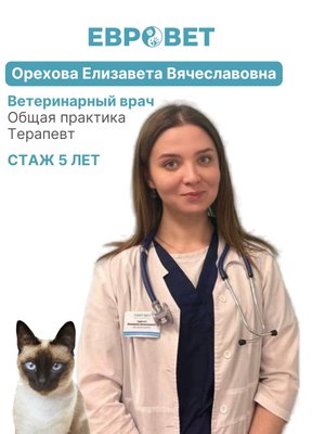 Фото врача Орехова Елизавета Вячеславовна