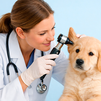 отоларинголог