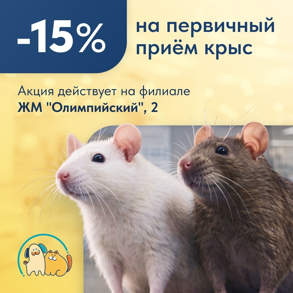 Акция Скидка 15% на приём крыс у врача-экзотолога